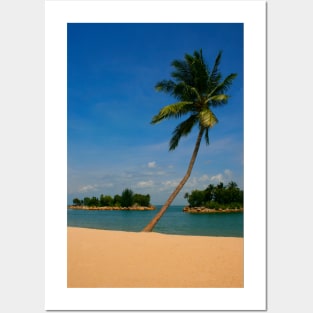 Tropical Palm on the Beach Posters and Art